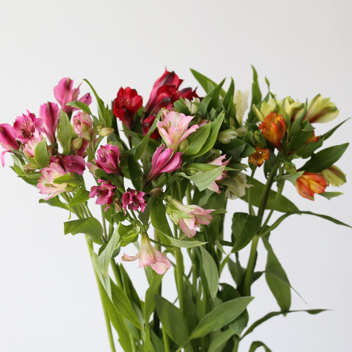 Alstroemeria Standard Assorted (Bulk DIY) (10 stems)