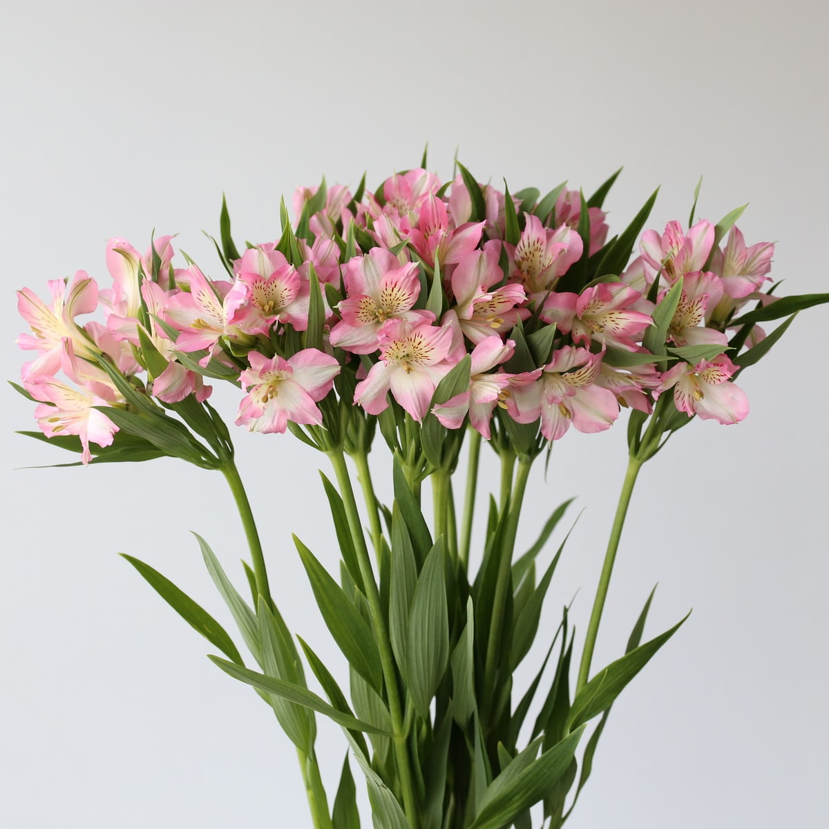 Alstroemeria Perfection Dubai Pink (Bulk DIY) (10 stems)