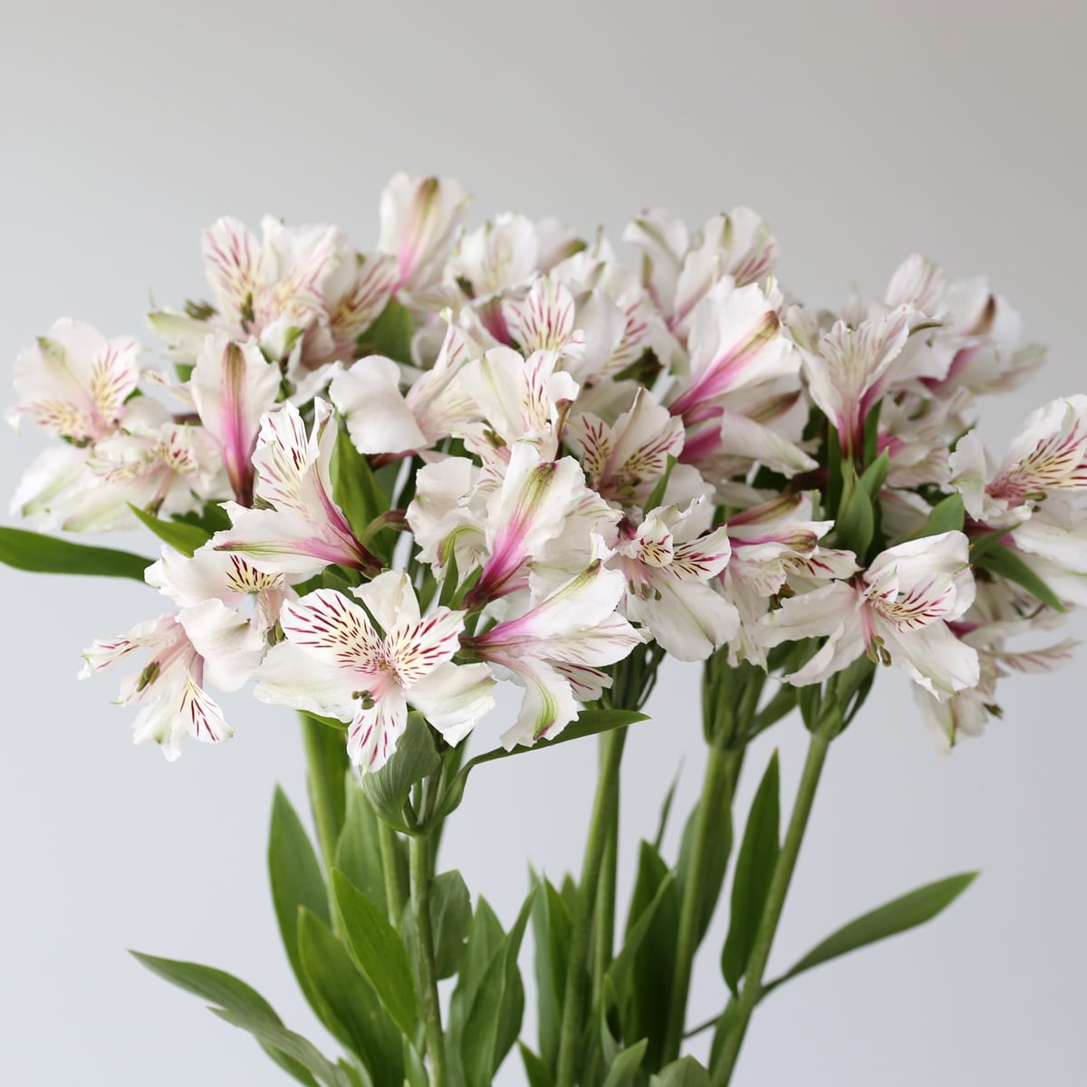 Alstroemeria Perfection Himalaya White (Bulk DIY) (10 stems)