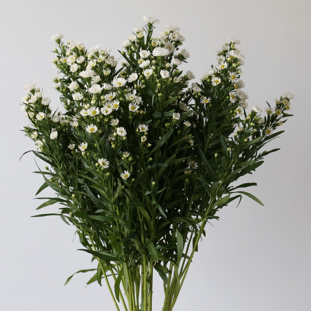 White Mini Asters (Bulk DIY) (1 bunch)