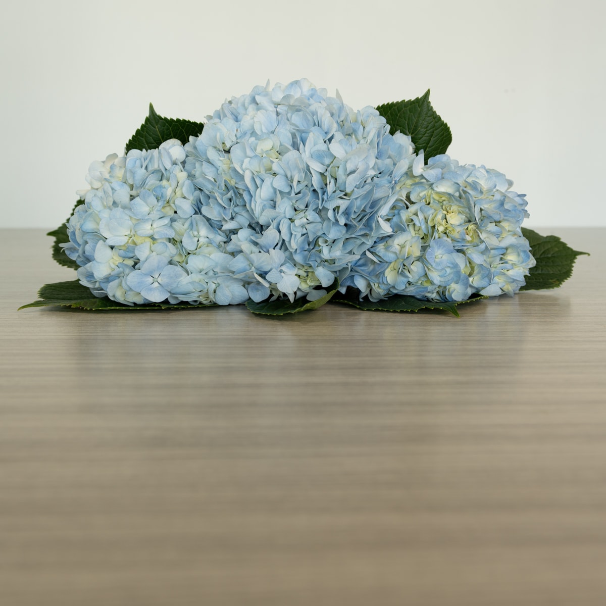 Blue Hydrangea by the bunch (10 stems)