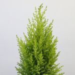 Oh Cypress Tree