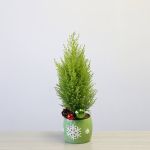 Oh Cypress Tree