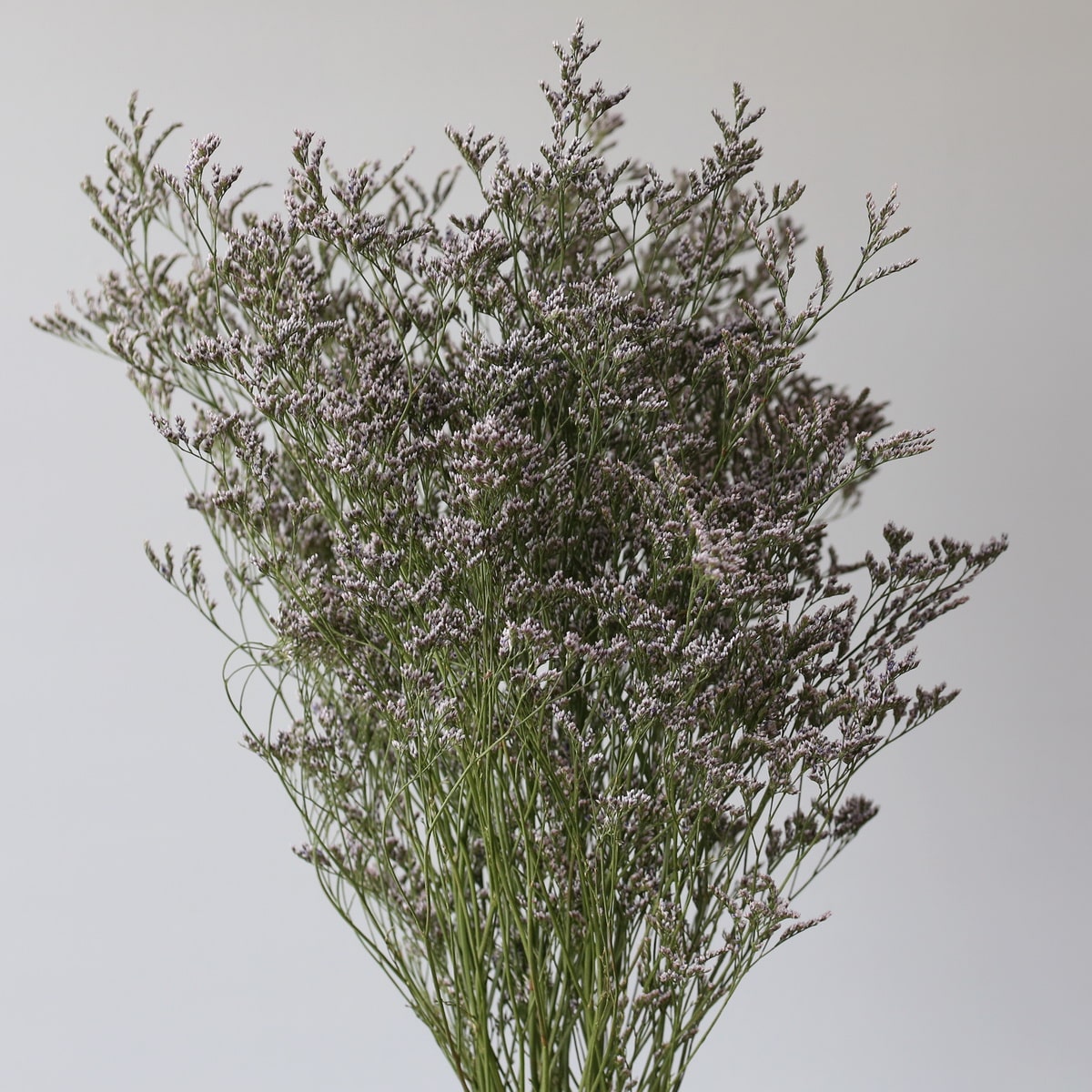 Caspia Limonium Misty Blue (Bulk DIY) (1 bunch)
