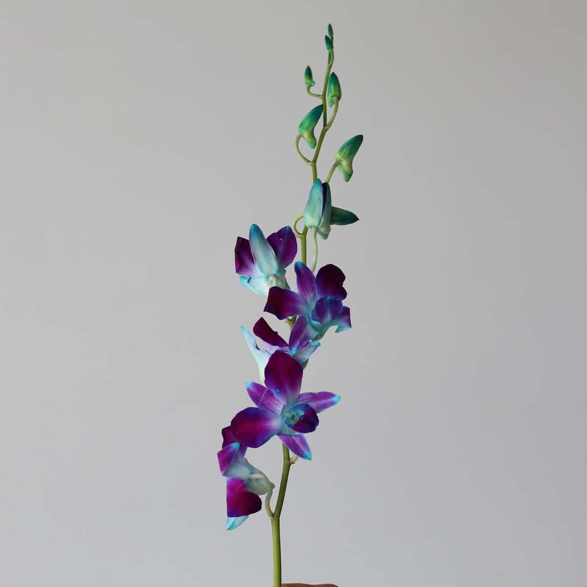 Blue Dendrobium Orchids (Bulk DIY) (10 stems)