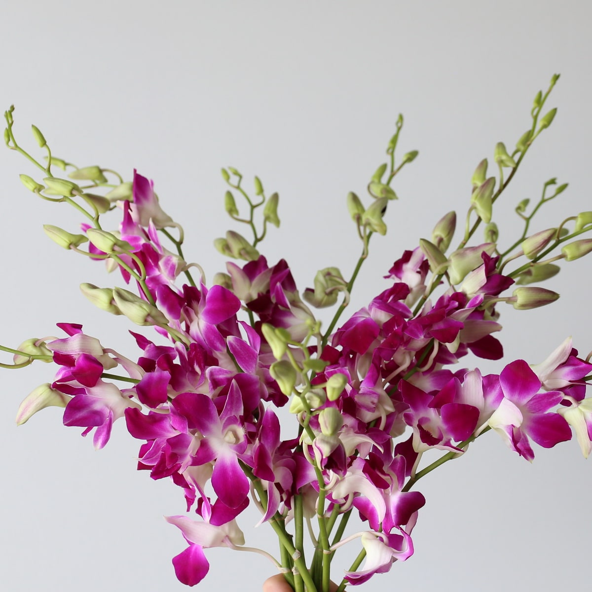 Ceasar Pink Dendobrium Orchids (Bulk DIY) (10 stems)