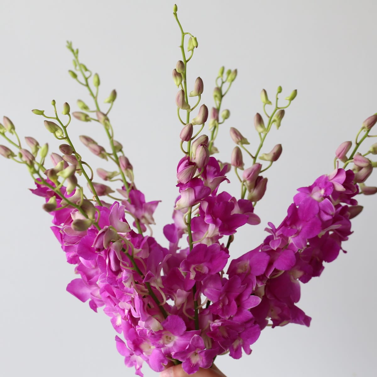 Pink Dendobrium Orchids (Bulk DIY) (10 stems)