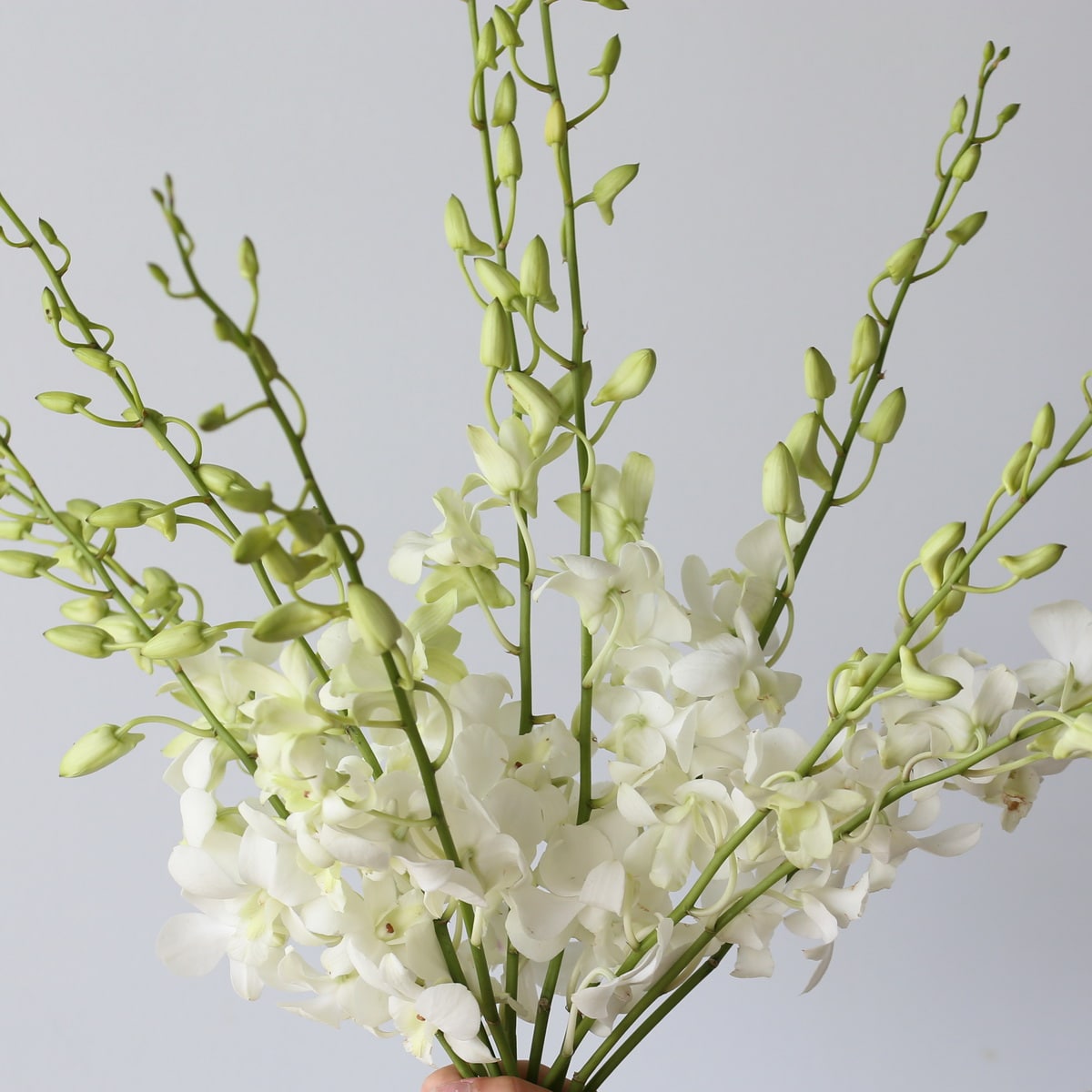 white Dandobrium Orchids (Bulk DIY) (10 stems)
