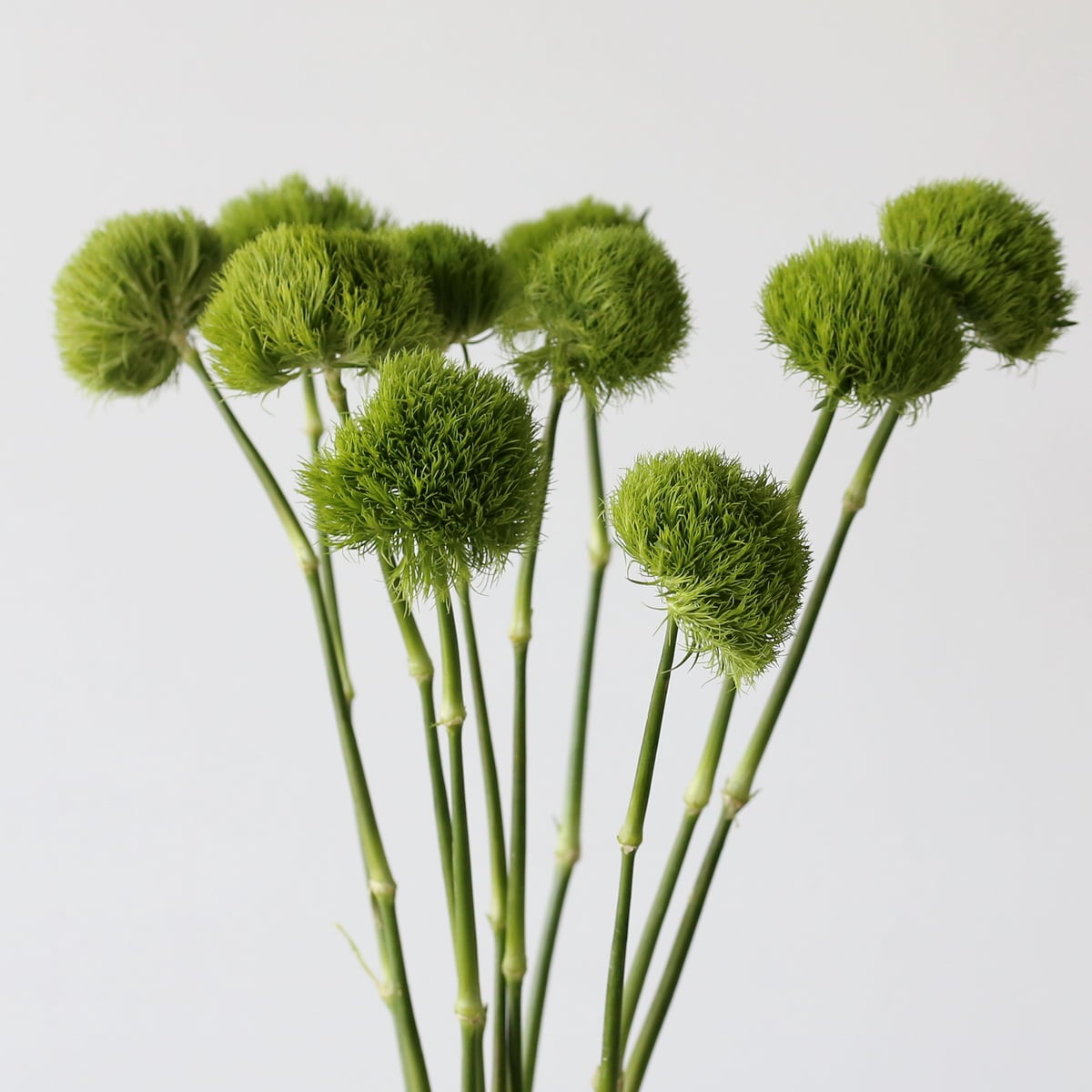 Green Trick Dianthus (Bulk DIY) (10 stems)