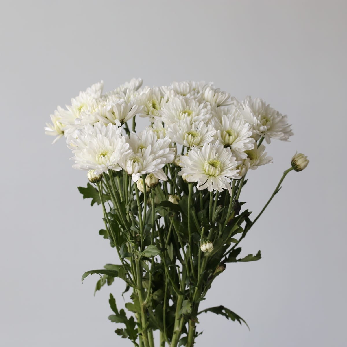 Chrysanthemum Artic Queen (Bulk DIY) (91 stems)