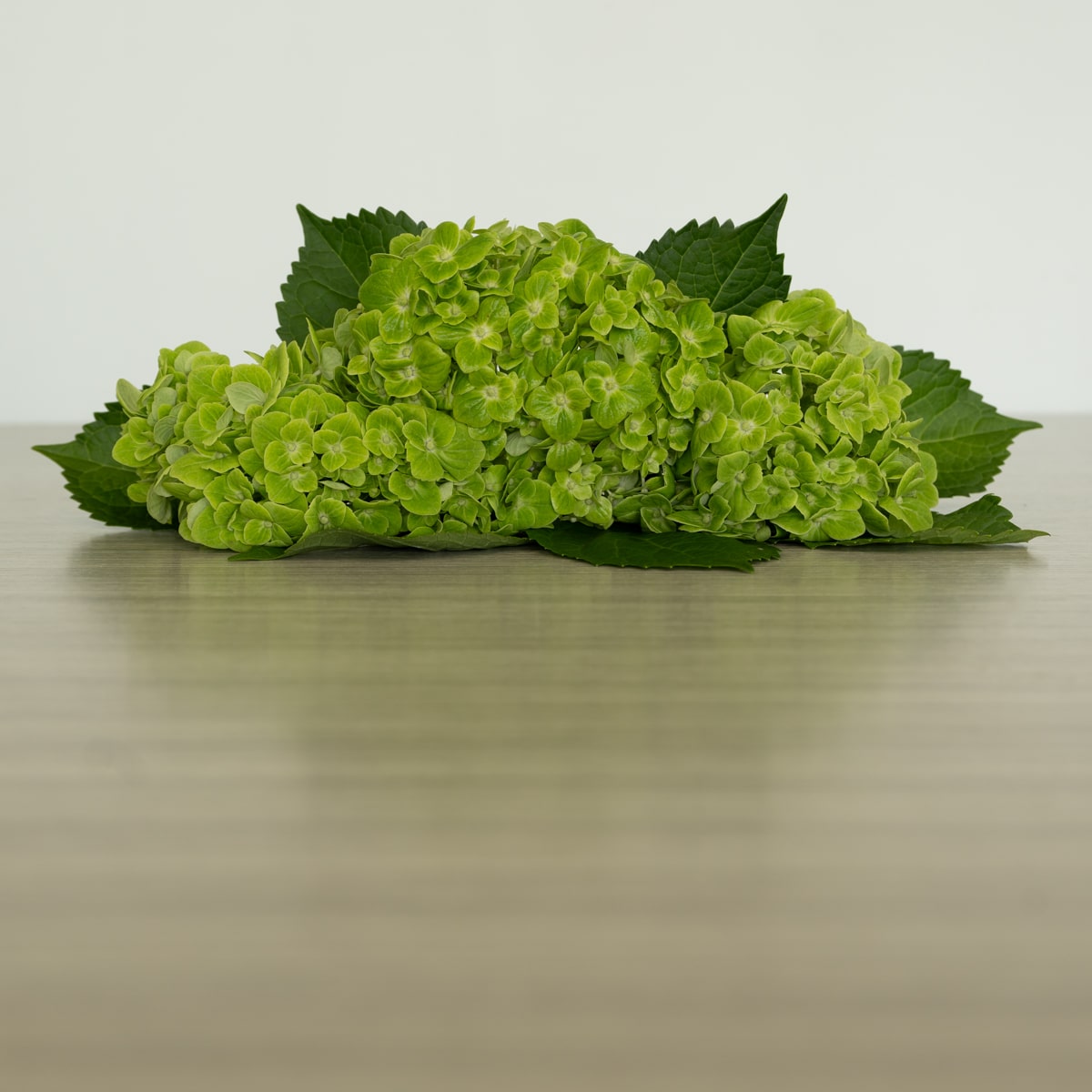 Green (Esmeralda) Hydrangea by the bunch (10 stems)