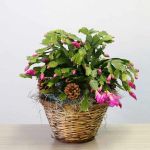 Christmas Cactus Plant