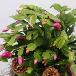 Christmas Cactus Plant