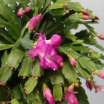 Christmas Cactus Plant