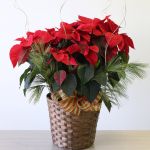 Exuberant Poinsettia