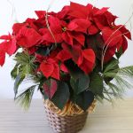 Exuberant Poinsettia