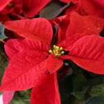 Exuberant Poinsettia