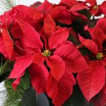 Poinsettia festif