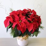 Poinsettia festif