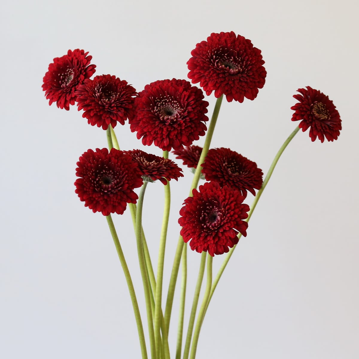 Gerpoms Floyd (Bulk DIY) (30 stems)