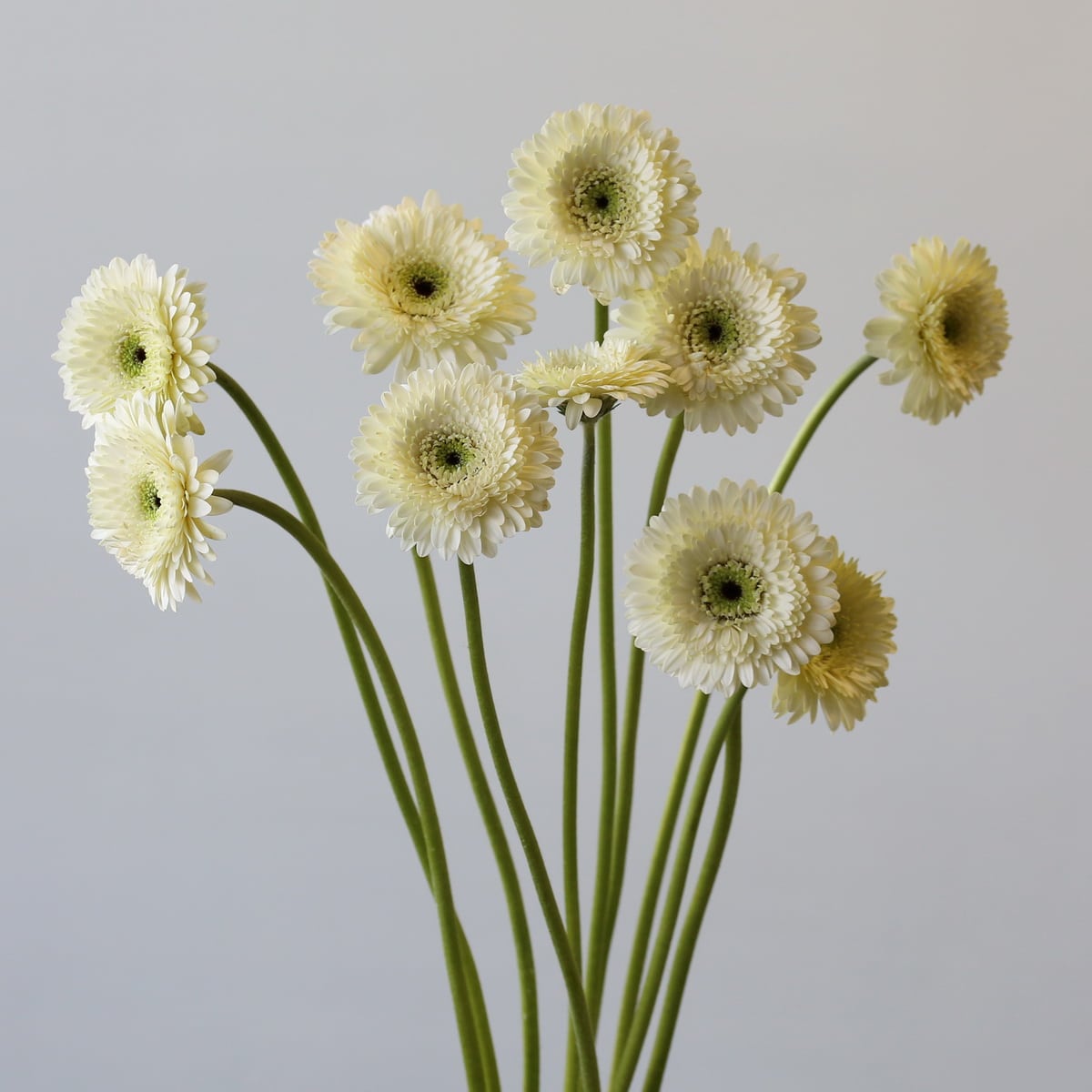 Gerpoms White (Bulk DIY) (30 stems)