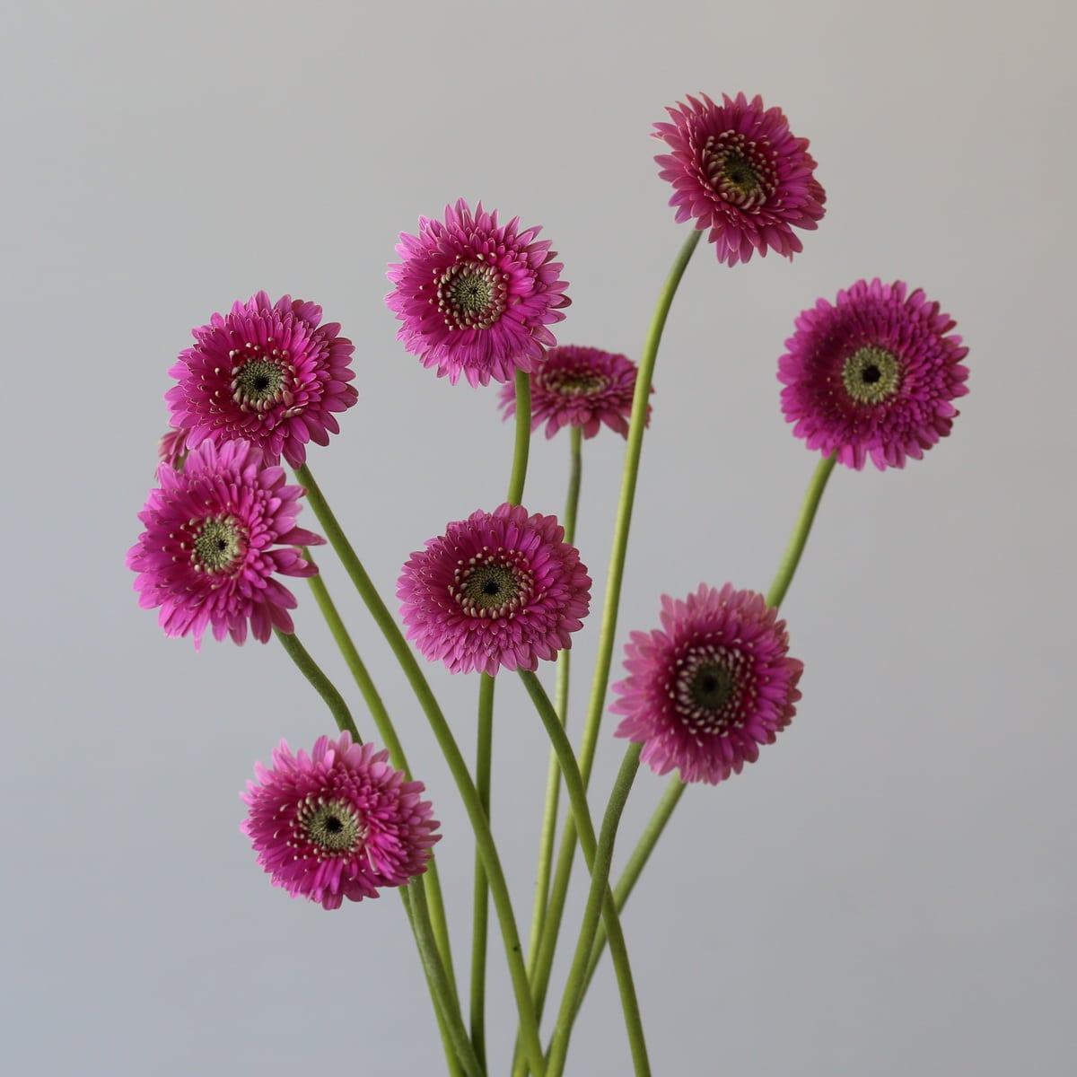 Gerpoms Pluck (Bulk DIY) (30 roses)