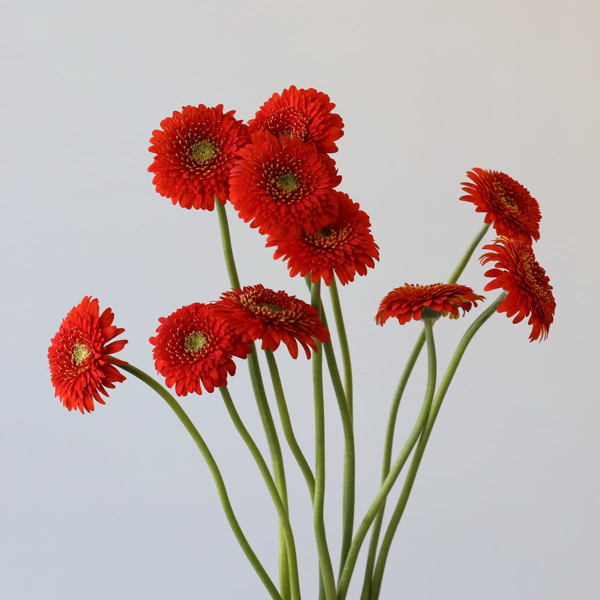 Gerpoms Fozzie (Bulk DIY) (30 stems)