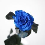 Blue Roses (Bulk DIY)