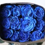 Roses Assorted Colors 40cm (Bulk DIY)