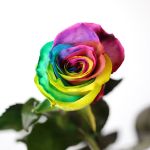 Rainbow Roses (Bulk DIY)