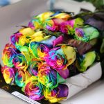 Rainbow Roses (Bulk DIY)