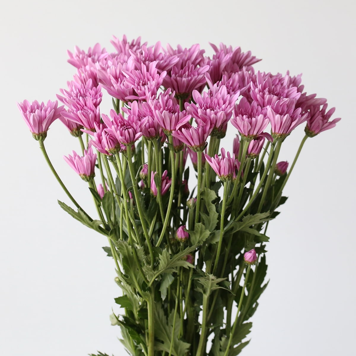 Chrysanthemum Cushion Veronica (Bulk DIY) (10 stems)