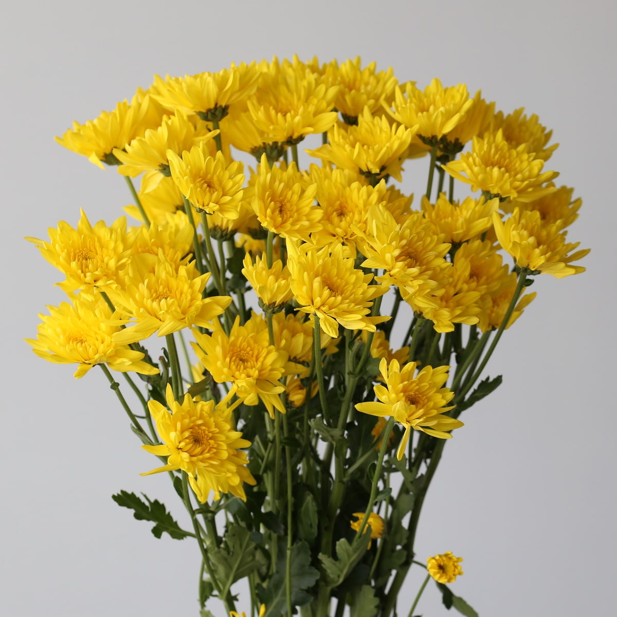 Chrysanthemum Cushion Showwinner (Bulk DIY) (30 stems)
