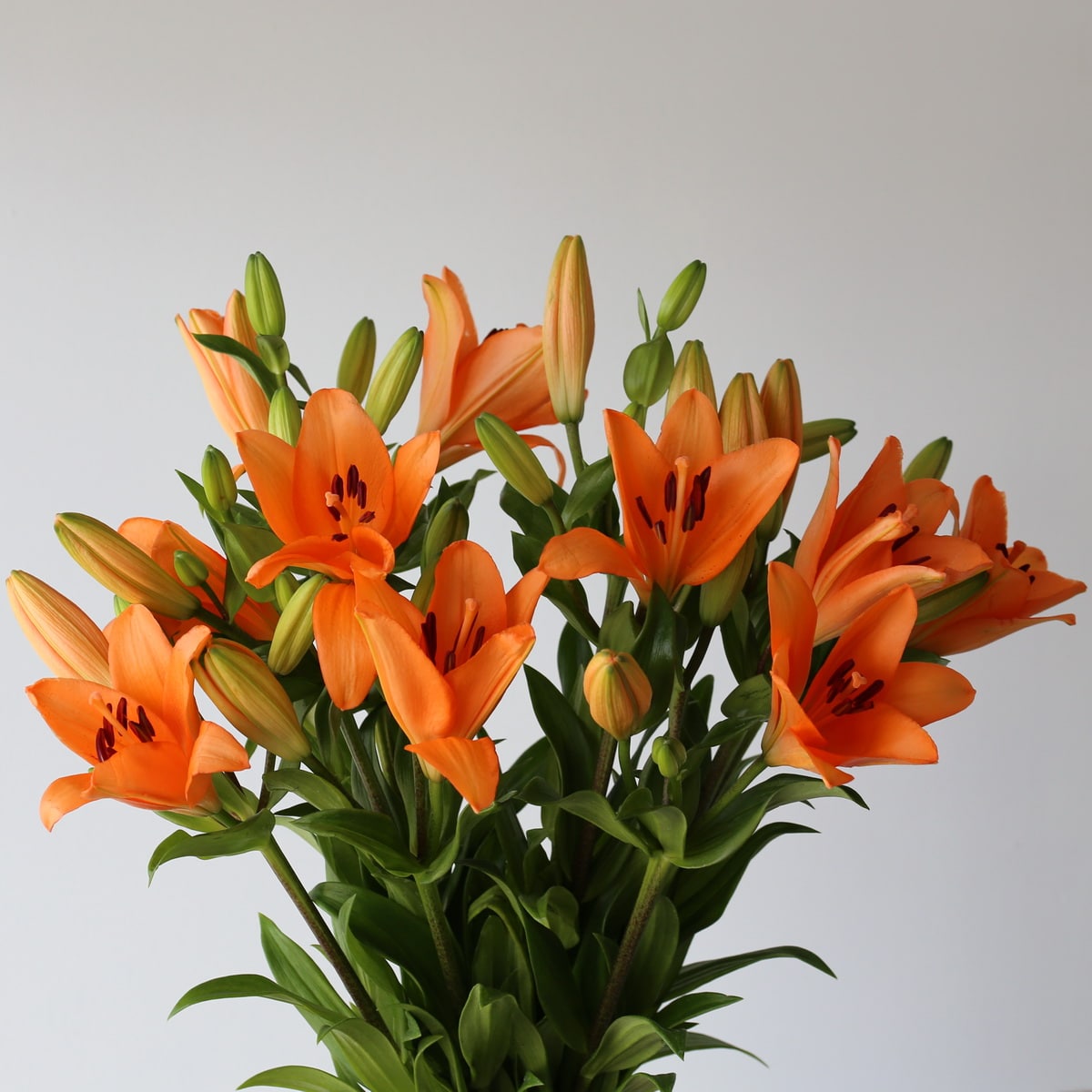 Orange LA Asiatic Lily (Bulk DIY) (10 stems)