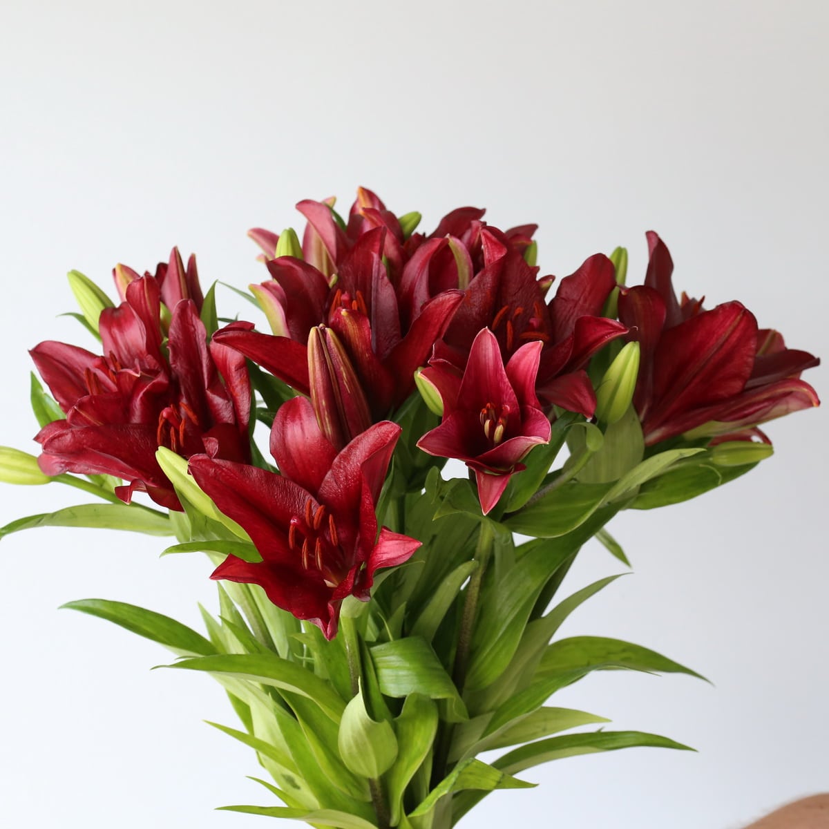 Red LA Asiatic Lily (Bulk DIY) (10 stems)