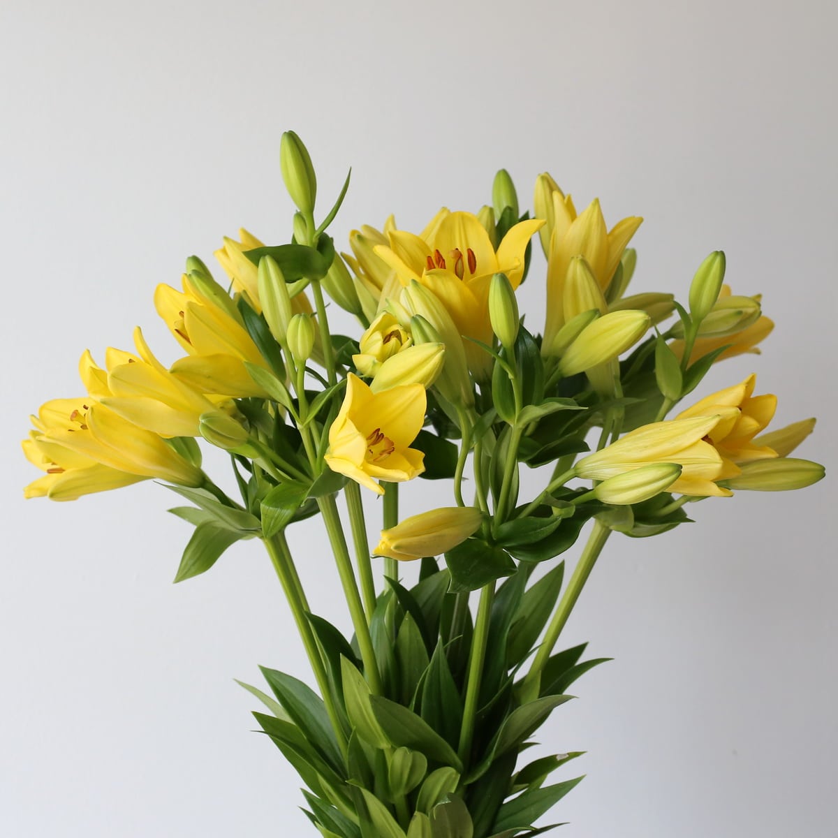 Yellow LA Asiatic Lily (Bulk DIY) (30 stems)