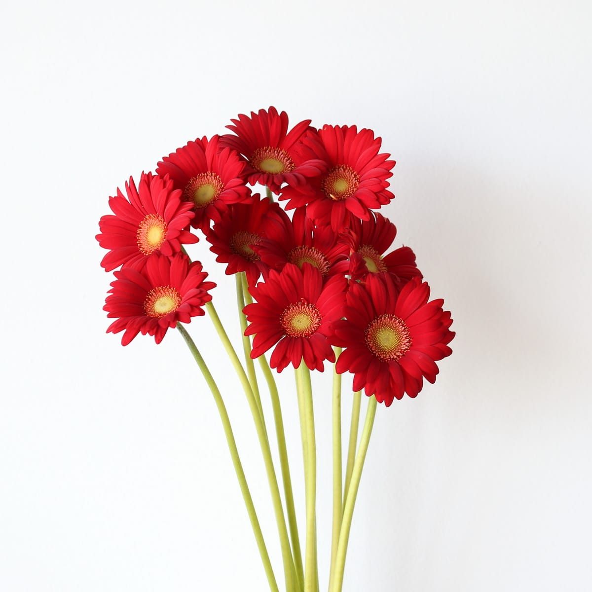 Mini Gerbera Choiz (Bulk DIY) (10 stems)