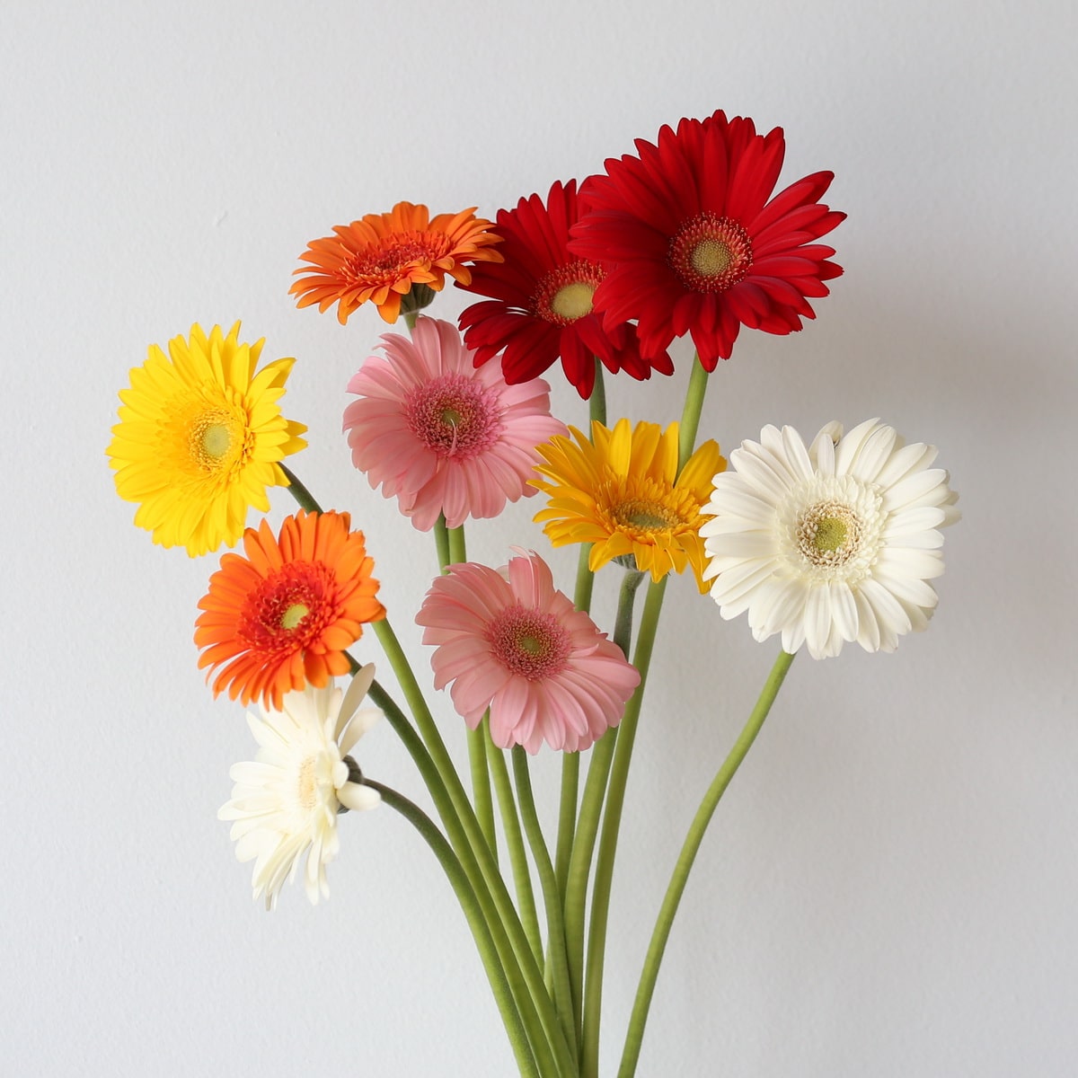 Mini Gerbera Assorted (Bulk DIY) (100 stems)