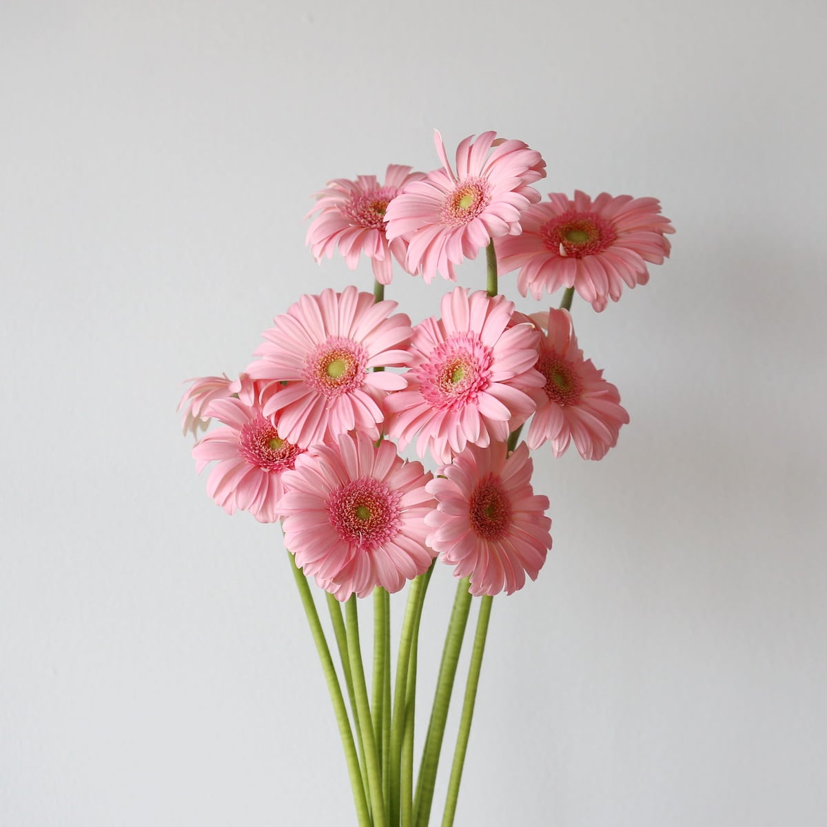 Mini Gerbera Bellita (Bulk DIY) (10 stems)