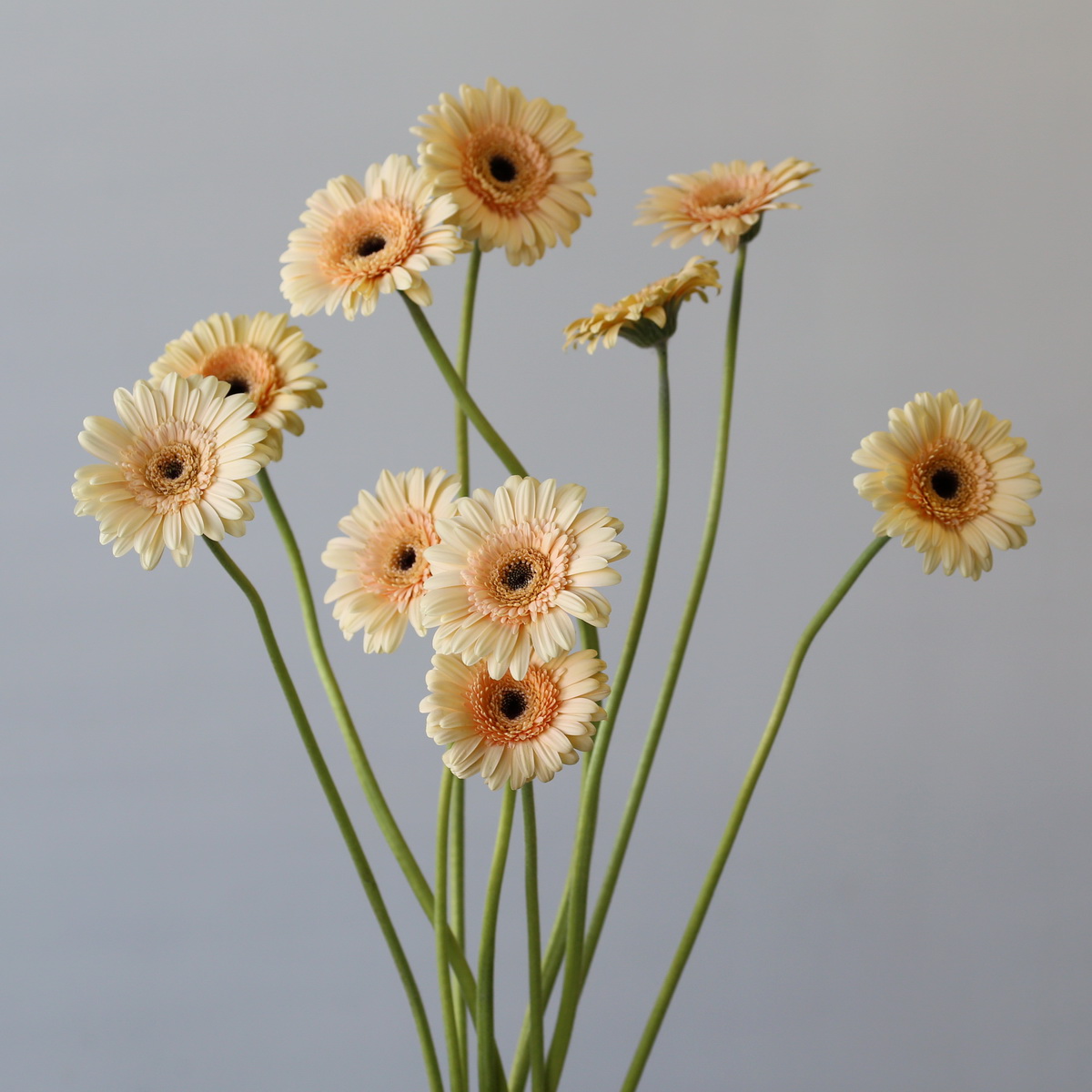 Mini Gerbera Cafe Peach (Bulk DIY) (10 stems)