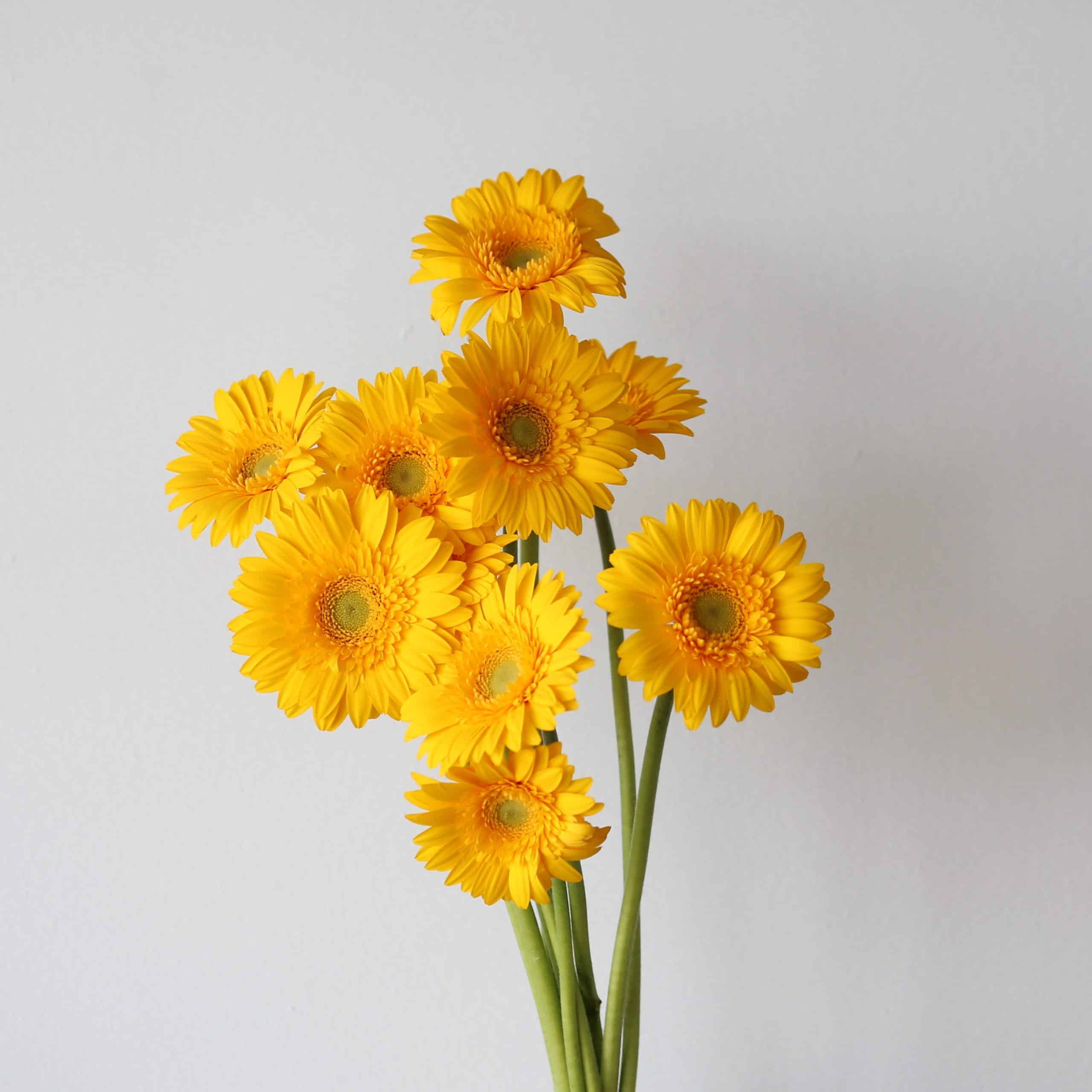 Mini Gerbera Illios (Bulk DIY) (10 stems)