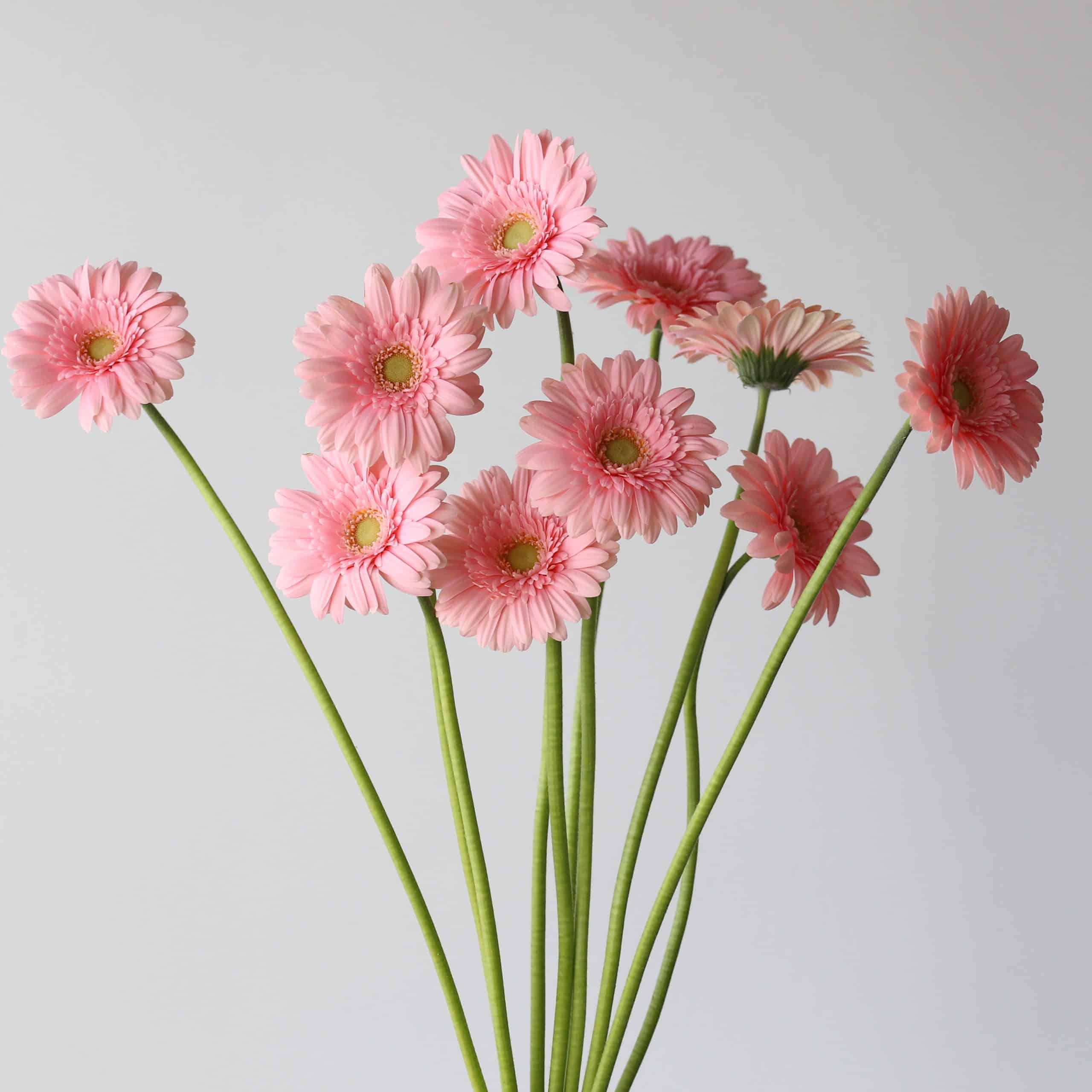 Mini Gerbera Juna (Bulk DIY) (200 tiges)