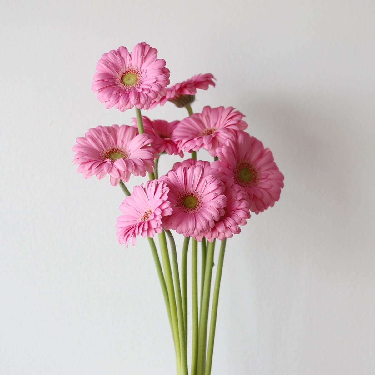 Mini Gerbera Love Me (Bulk DIY) (10 stems)