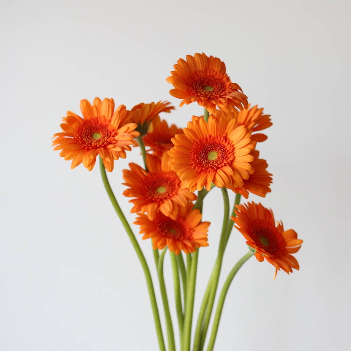 Mini Gerbera Max (Bulk DIY) (10 stems)