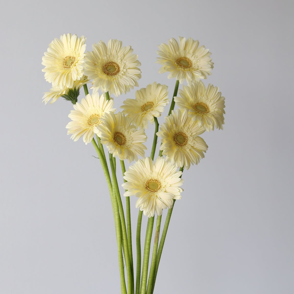 Mini Gerbera Milady (Bulk DIY) (10 stems)