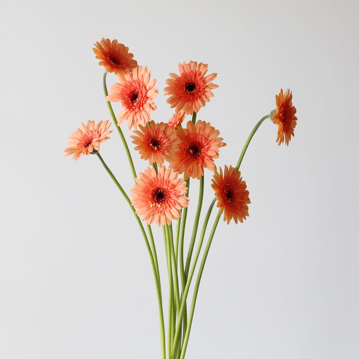 Mini Gerbera Oreo (Bulk DIY) (10 stems)