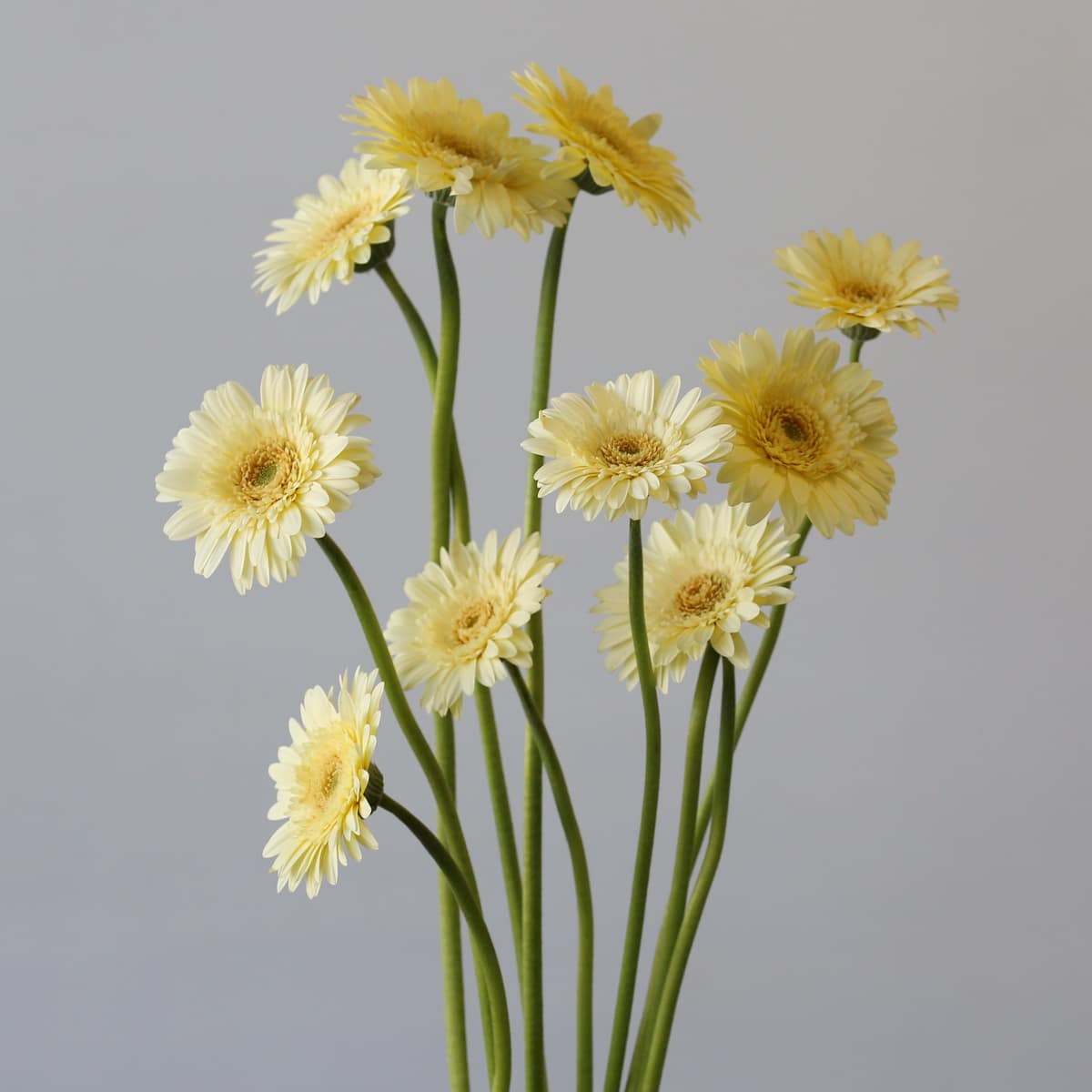 Mini Gerbera Romily (Bulk DIY) (10 stems)