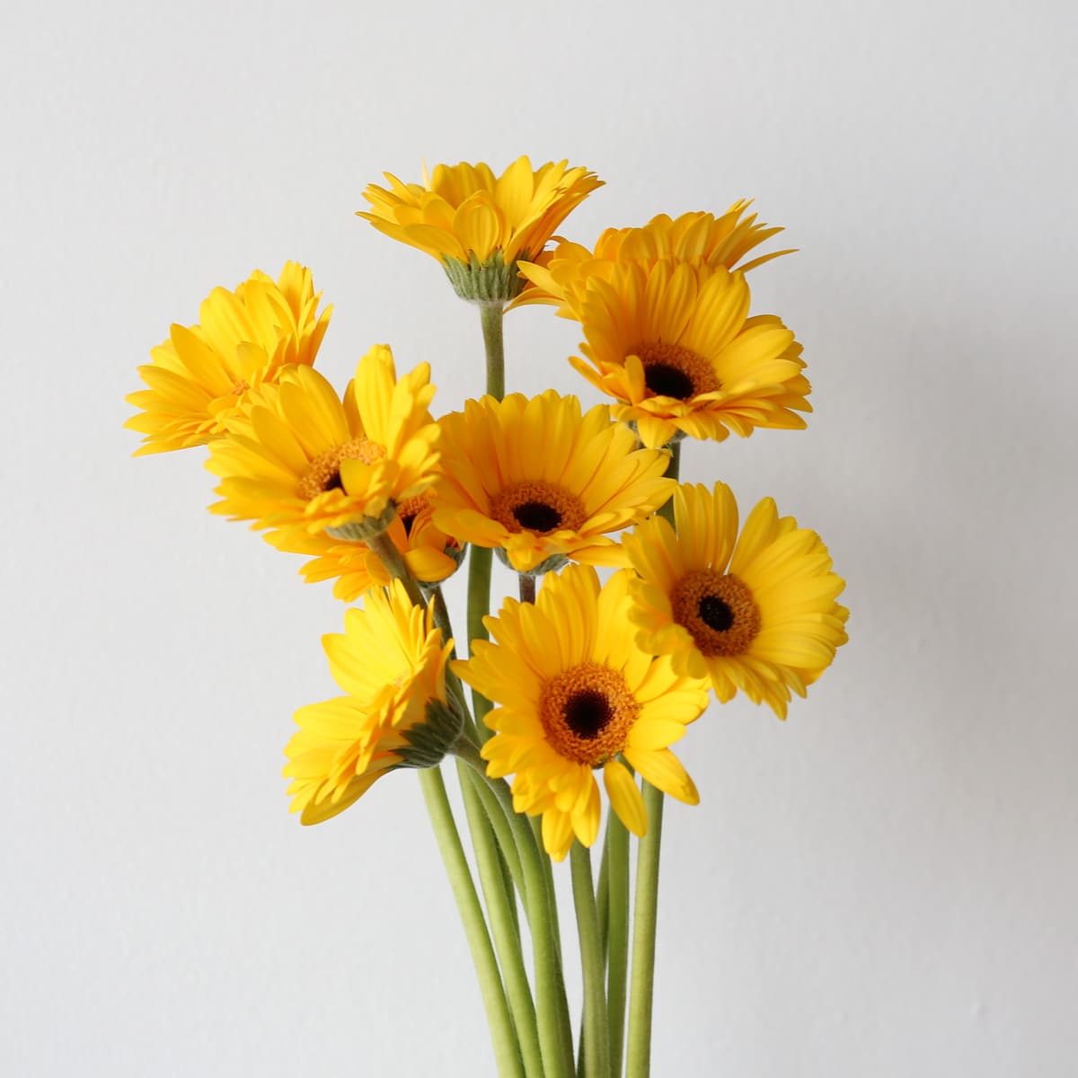 Mini Gerbera Sailor (Bulk DIY) (200 stems)
