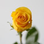 Roses Brighton 70cm (en vrac)