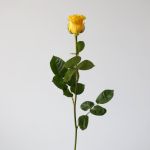 Roses Brighton 70cm (en vrac)